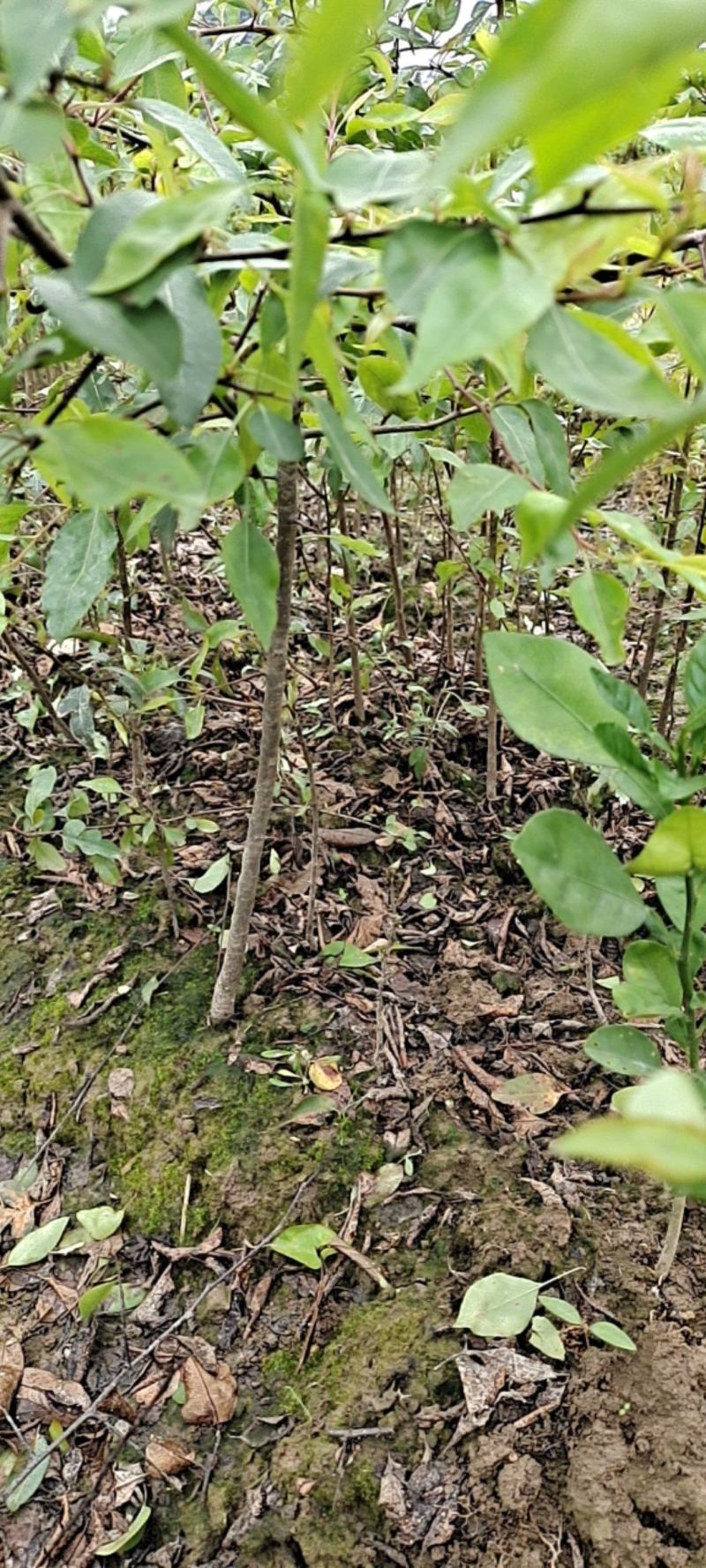 鸟梨苗棠梨苗杜梨苗野梨苗苗场直供现挖现发保湿发货