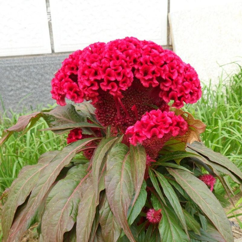 鸡冠花种子凤尾鸡冠花花头状鸡冠花火焰鸡冠花四季花易种易活