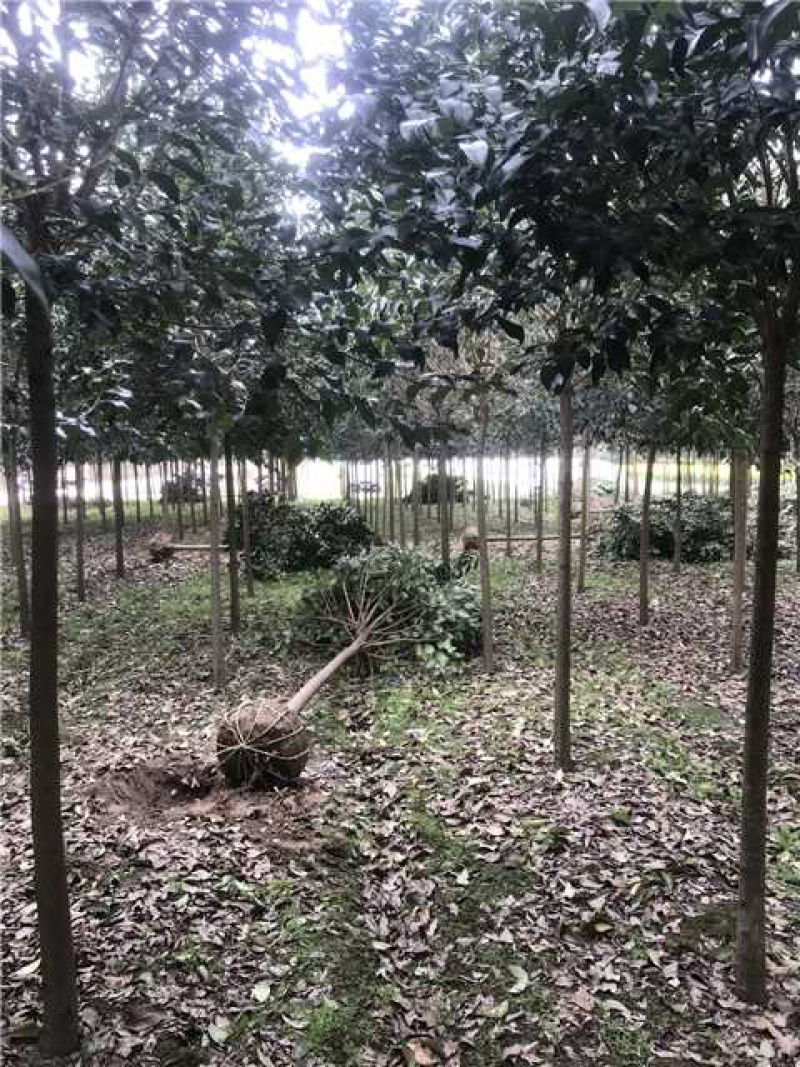 【-25公分】大叶女贞大量对接全国客商可视频看货