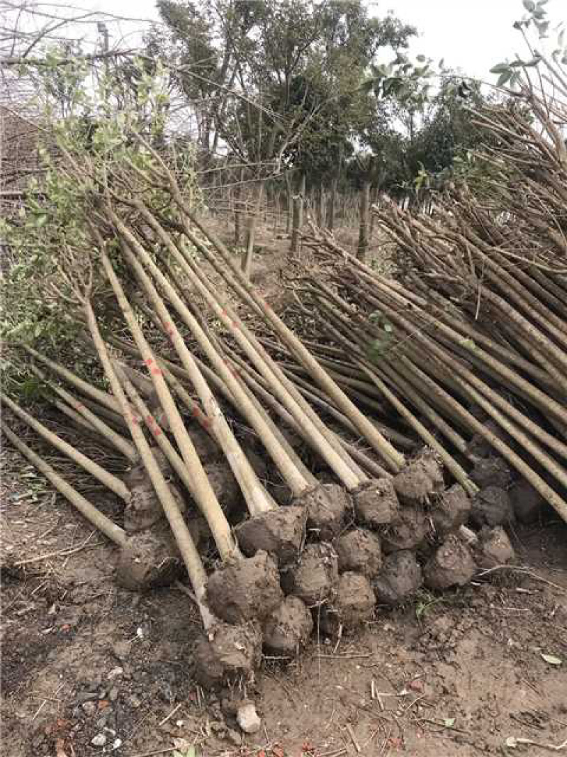【-25公分】大叶女贞大量对接全国客商可视频看货
