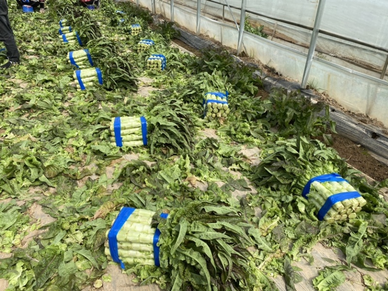 华州区红叶香莴笋1.5斤起步开始上市支持视频看货欢迎咨询