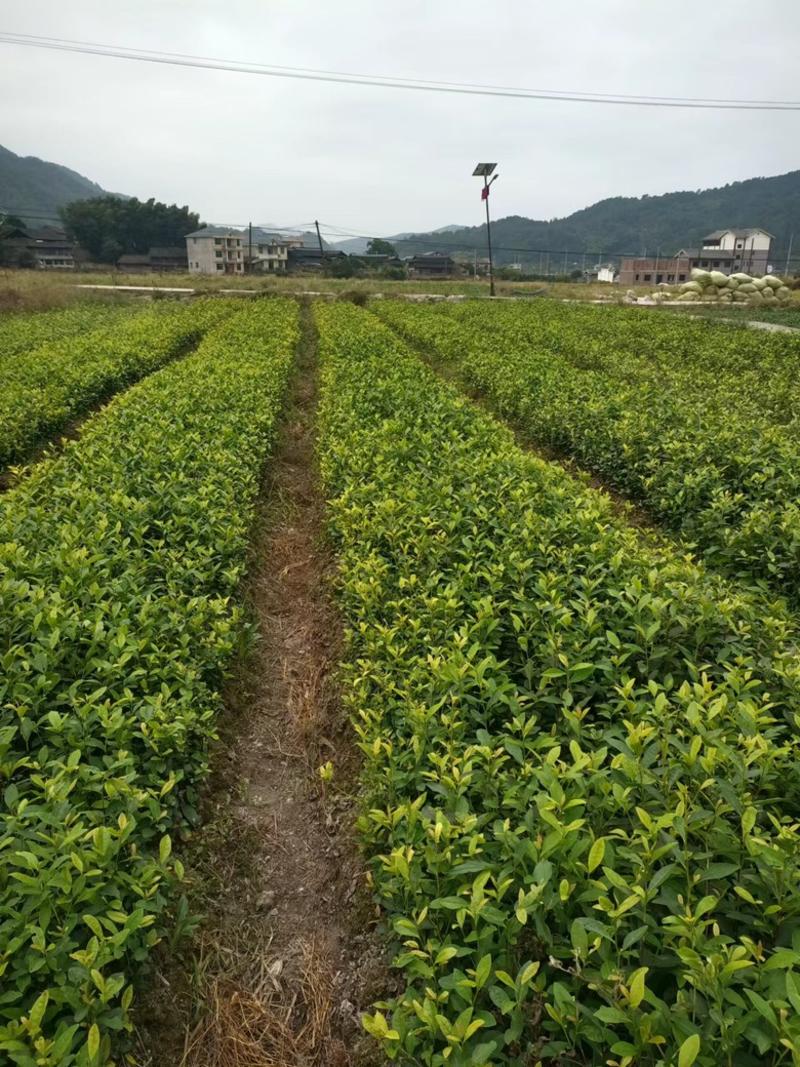 九龙大白茶苗，现挖现挖原土球发货，保质保量，对接种植基地