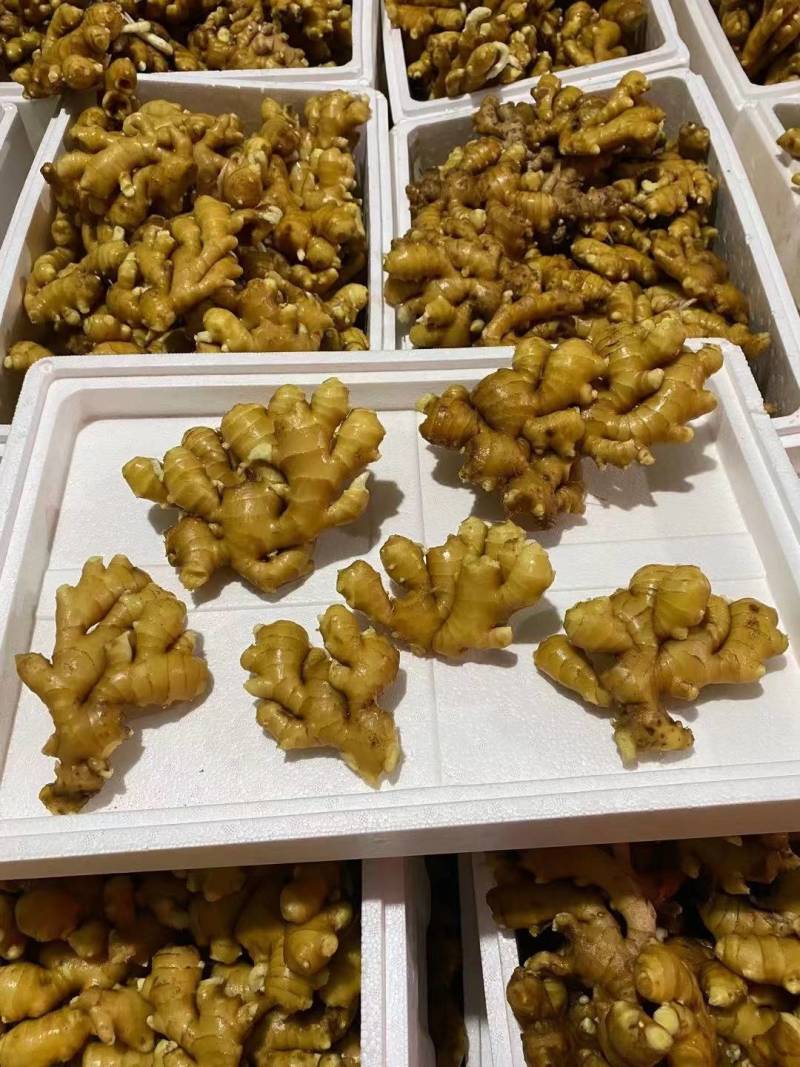 小黄姜全国发货坏烂包赔【辣味足块头大版型好】