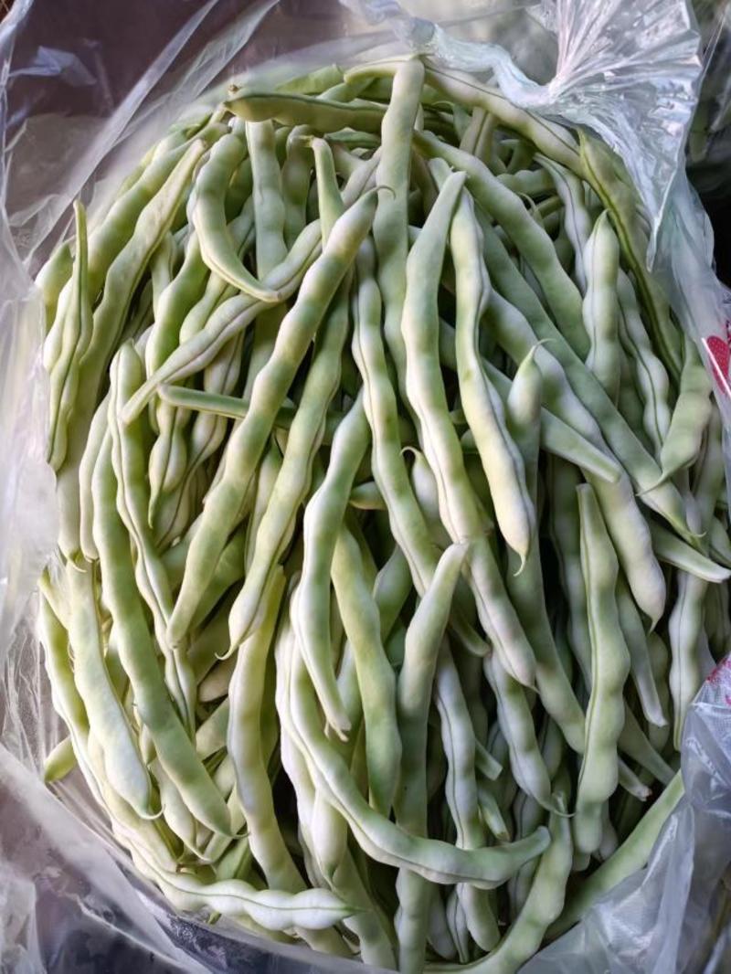精品芸豆现摘现发产地货质量有保障对接全国批发市场