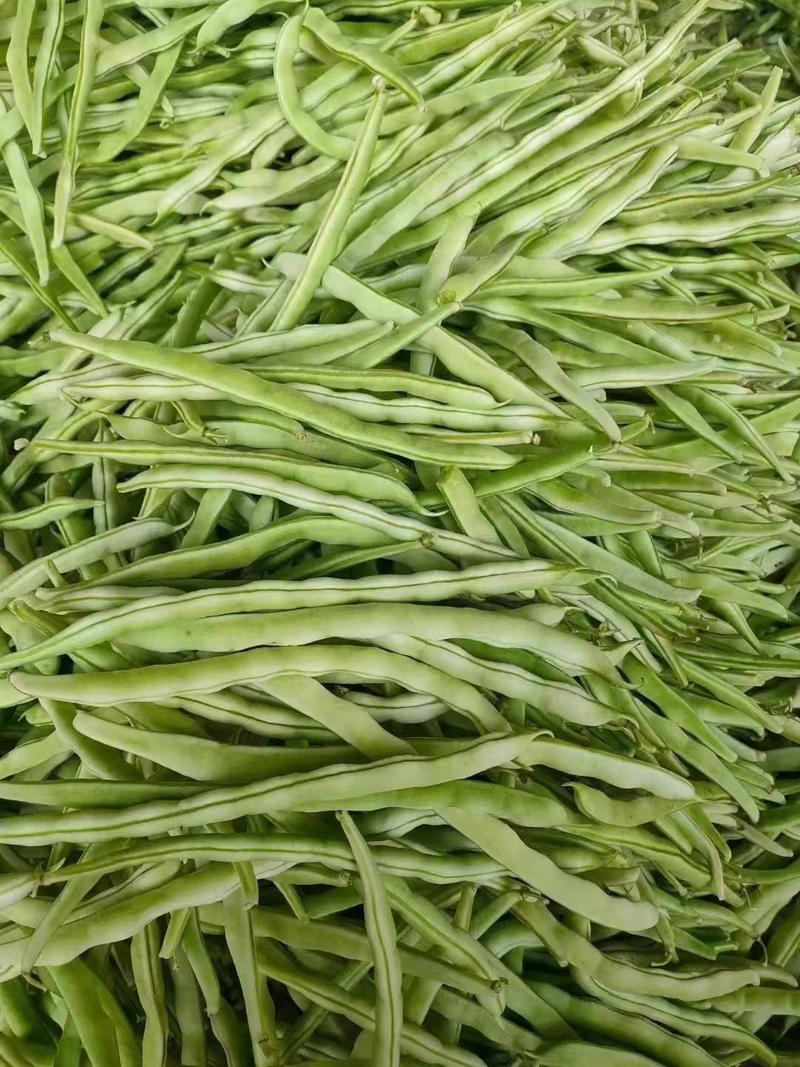 精品芸豆现摘现发产地货质量有保障对接全国批发市场
