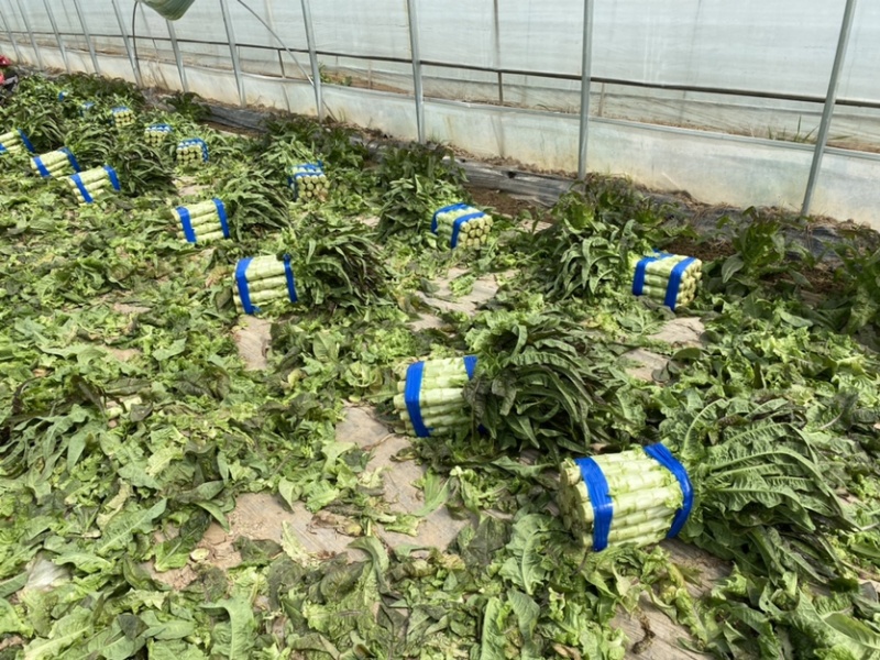 华州区红叶香莴笋1.5斤起步开始上市支持视频看货欢迎咨询