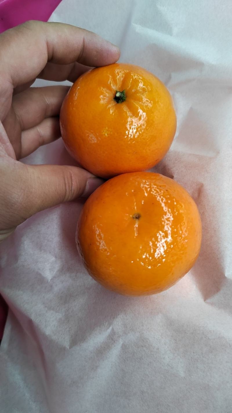 沃柑，091无籽沃柑，大量供应，电商，社区团购，整车代发