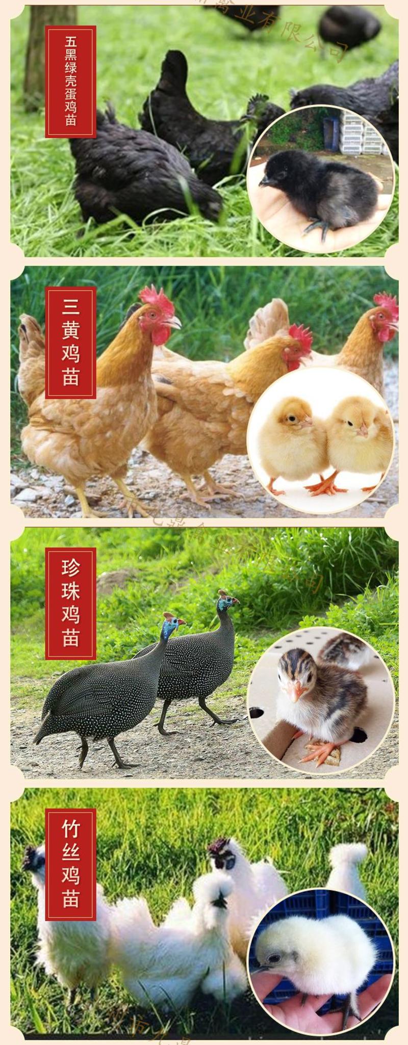 广州孵化场直售越南大脚东涛鸡苗半个月的脱温苗运输包活