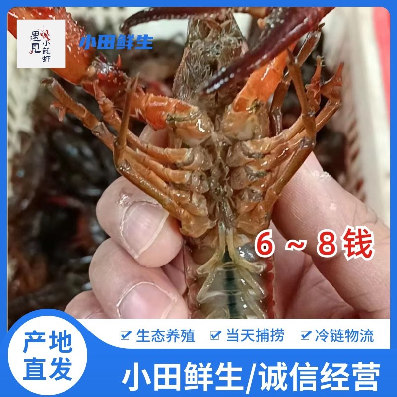 大青（湖北清水小龙虾，产地批发，一手货源）