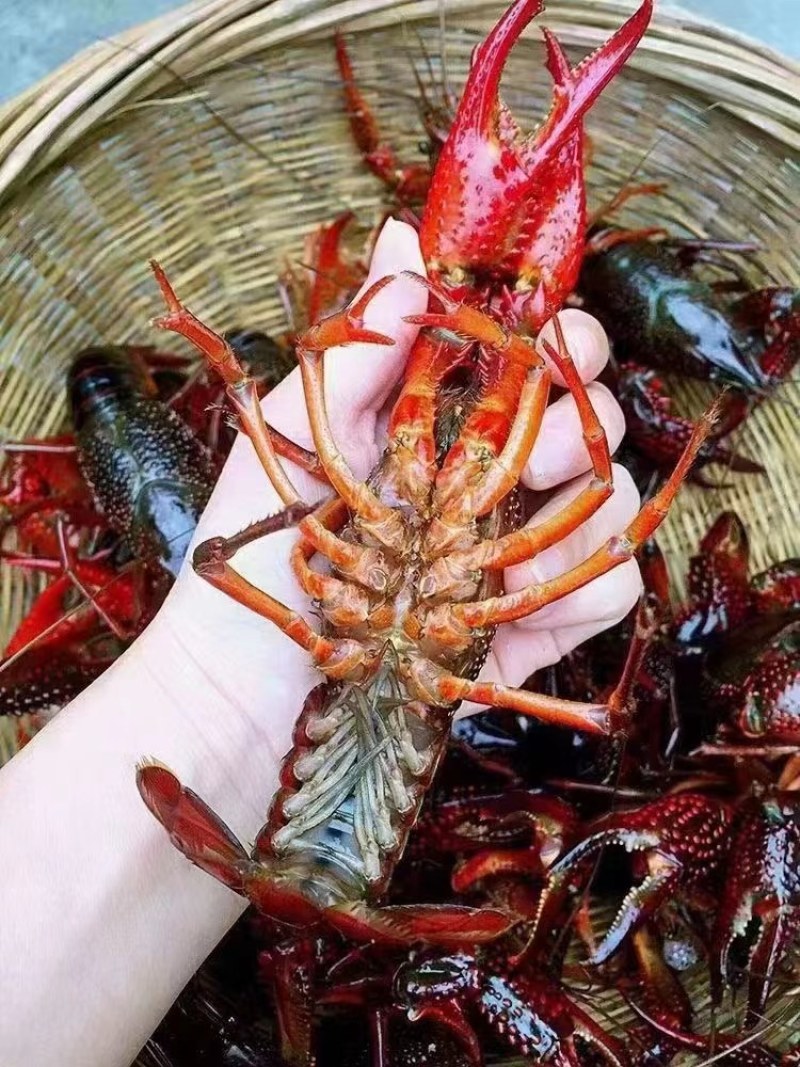 7-9钱，供应虾馆！小龙虾产地直发，鲜活快运，全国发货！