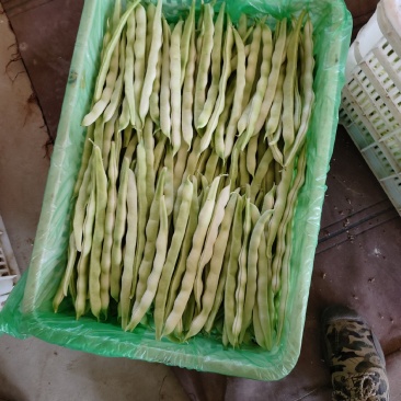 精品白云豆