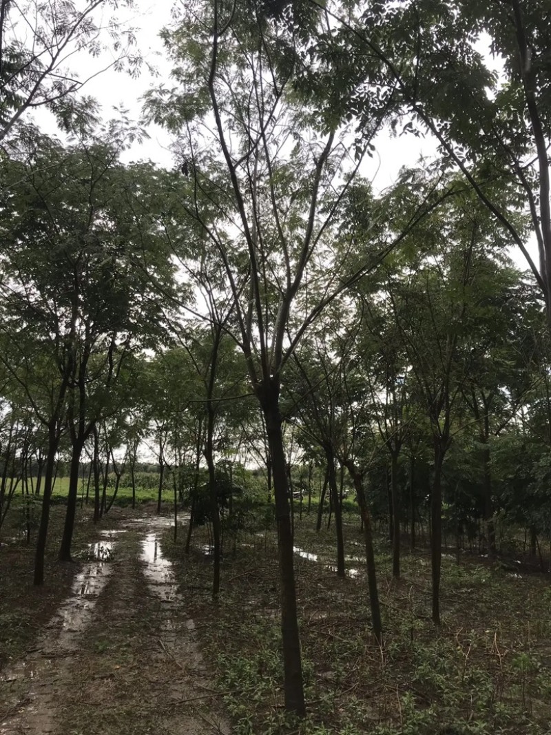 【8-20公分】合欢树苗各种规格齐全基地供应诚信