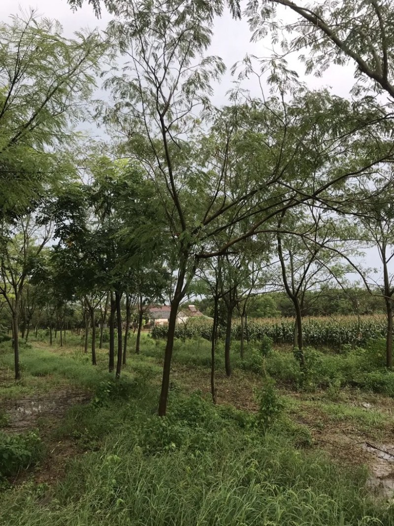 【8-20公分】合欢树苗各种规格齐全基地供应诚信