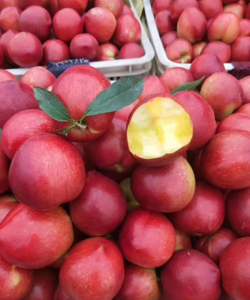 山东油桃大量上市，口感脆甜硬度高，市场看货定价，全国发货