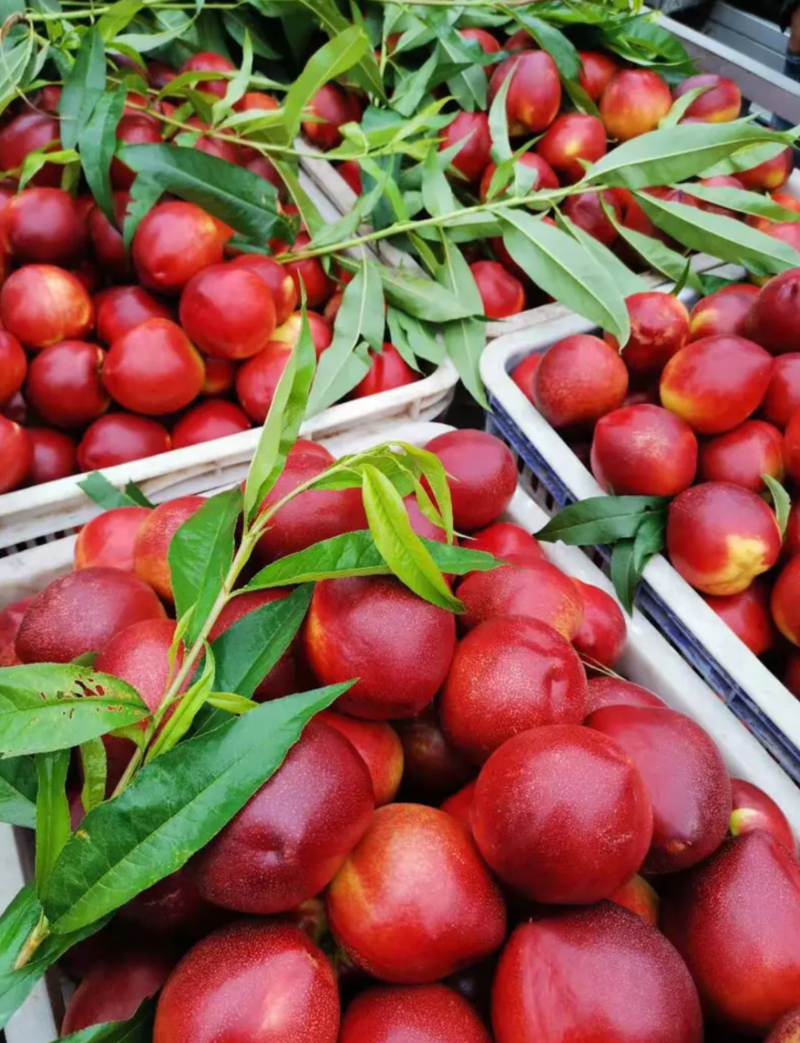 山东油桃大量上市，口感脆甜硬度高，市场看货定价，全国发货