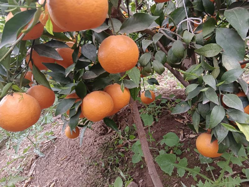 大理宾川沃柑