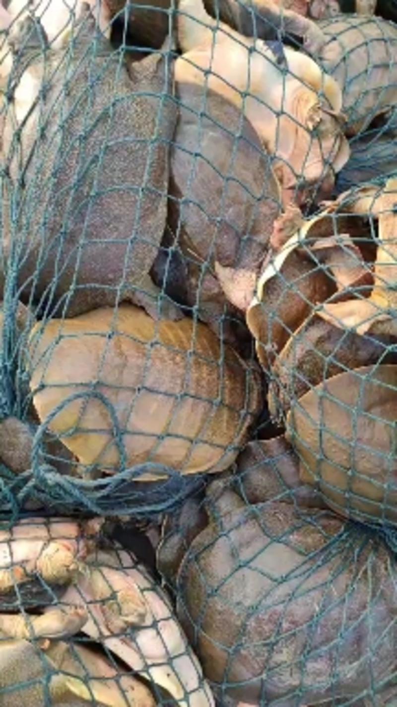 外塘散养1.5-4斤大甲鱼元鱼高端品质胶质丰富味美可口