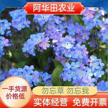 勿忘我种子四季易种花籽宿根多年生勿忘草庭院阳台盆栽花卉种