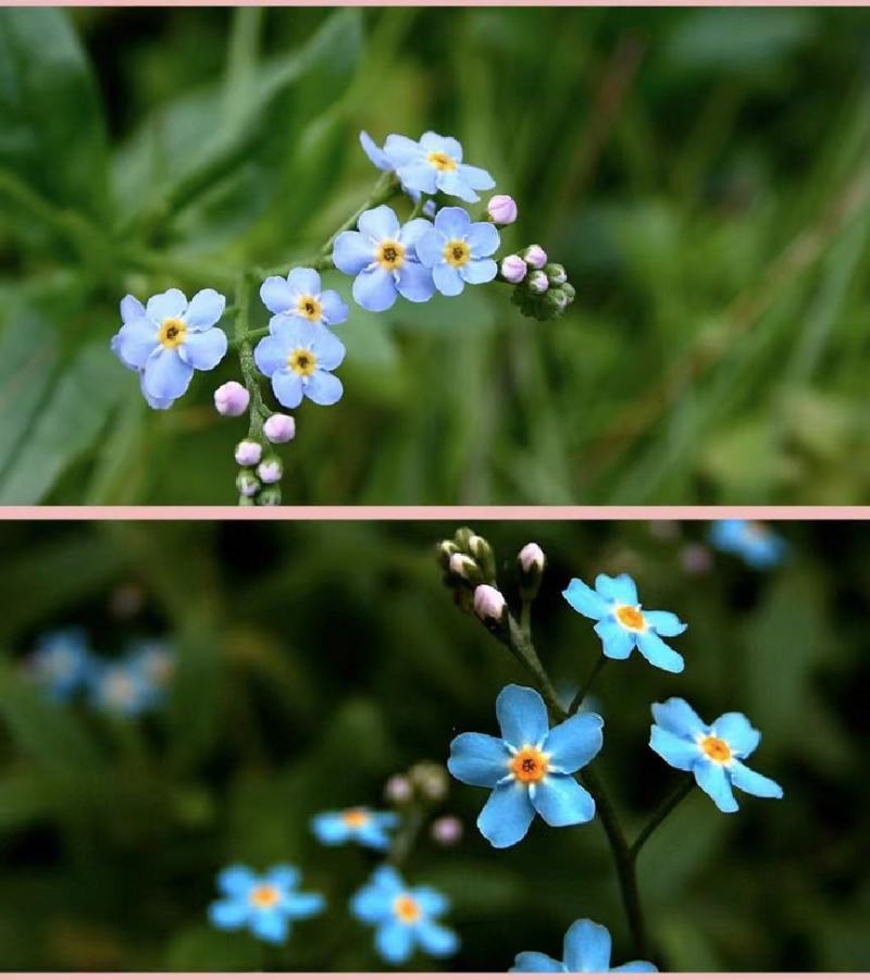 勿忘我种子四季易种花籽宿根多年生勿忘草庭院阳台盆栽花卉种