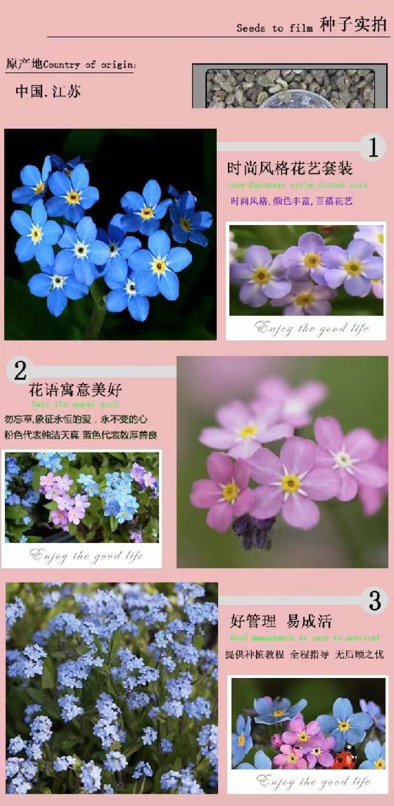 勿忘我种子四季易种花籽宿根多年生勿忘草庭院阳台盆栽花卉种