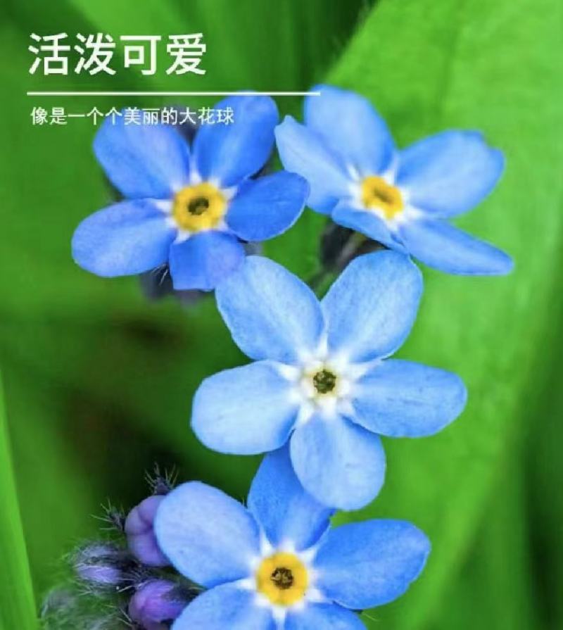 勿忘我种子四季易种花籽宿根多年生勿忘草庭院阳台盆栽花卉种