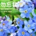 勿忘我种子四季易种花籽宿根多年生勿忘草庭院阳台盆栽花卉种