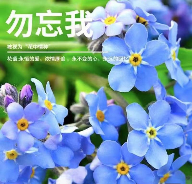 勿忘我种子四季易种花籽宿根多年生勿忘草庭院阳台盆栽花卉种