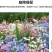 勿忘我种子四季易种花籽宿根多年生勿忘草庭院阳台盆栽花卉种