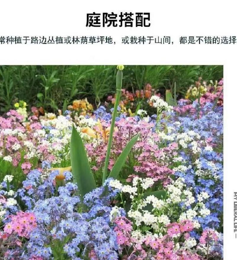 勿忘我种子四季易种花籽宿根多年生勿忘草庭院阳台盆栽花卉种
