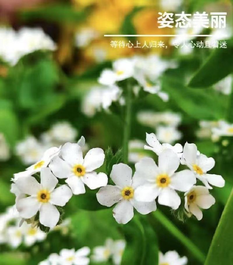 勿忘我种子四季易种花籽宿根多年生勿忘草庭院阳台盆栽花卉种
