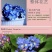 勿忘我种子四季易种花籽宿根多年生勿忘草庭院阳台盆栽花卉种