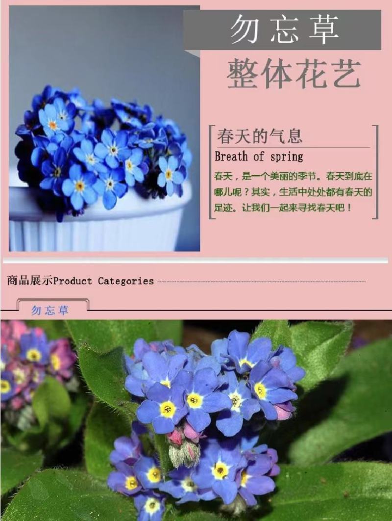 勿忘我种子四季易种花籽宿根多年生勿忘草庭院阳台盆栽花卉种