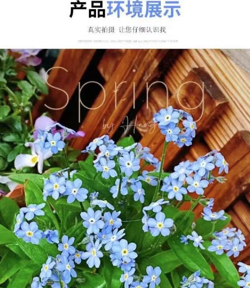勿忘我种子四季易种花籽宿根多年生勿忘草庭院阳台盆栽花卉种