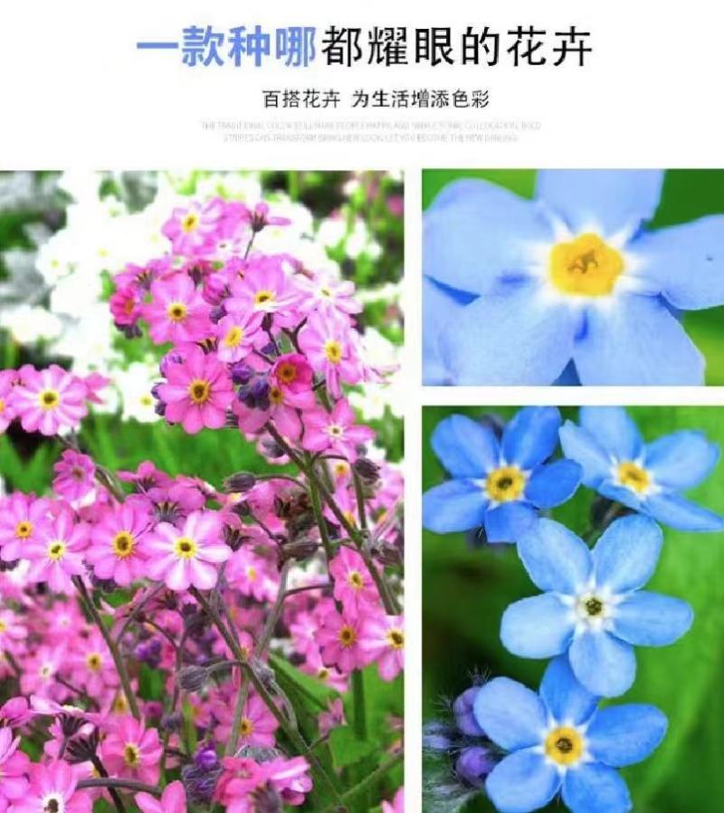 勿忘我种子四季易种花籽宿根多年生勿忘草庭院阳台盆栽花卉种
