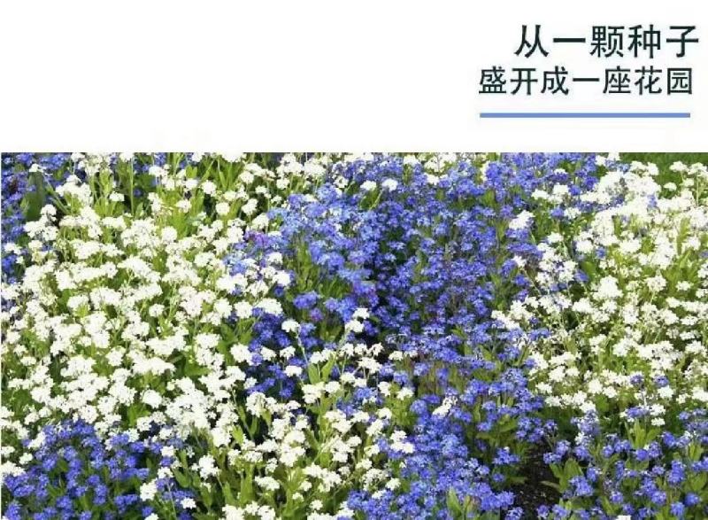 勿忘我种子四季易种花籽宿根多年生勿忘草庭院阳台盆栽花卉种