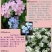 勿忘我种子四季易种花籽宿根多年生勿忘草庭院阳台盆栽花卉种