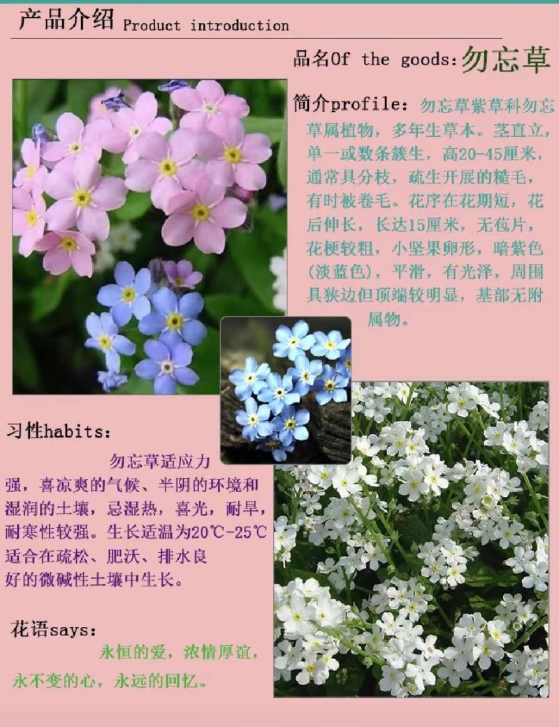 勿忘我种子四季易种花籽宿根多年生勿忘草庭院阳台盆栽花卉种