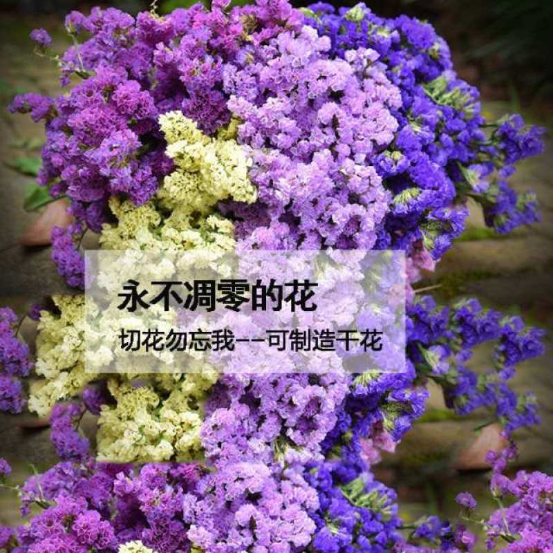 勿忘我种子四季易种花籽宿根多年生勿忘草庭院阳台盆栽花卉种
