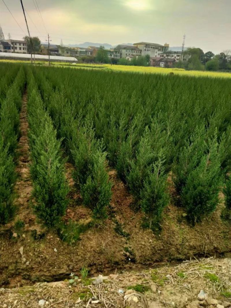 塔柏，耐旱，耐寒，常青树，适合复绿，墓地，公路，成活率高