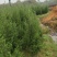 塔柏，耐旱，耐寒，常青树，适合复绿，墓地，公路，成活率高