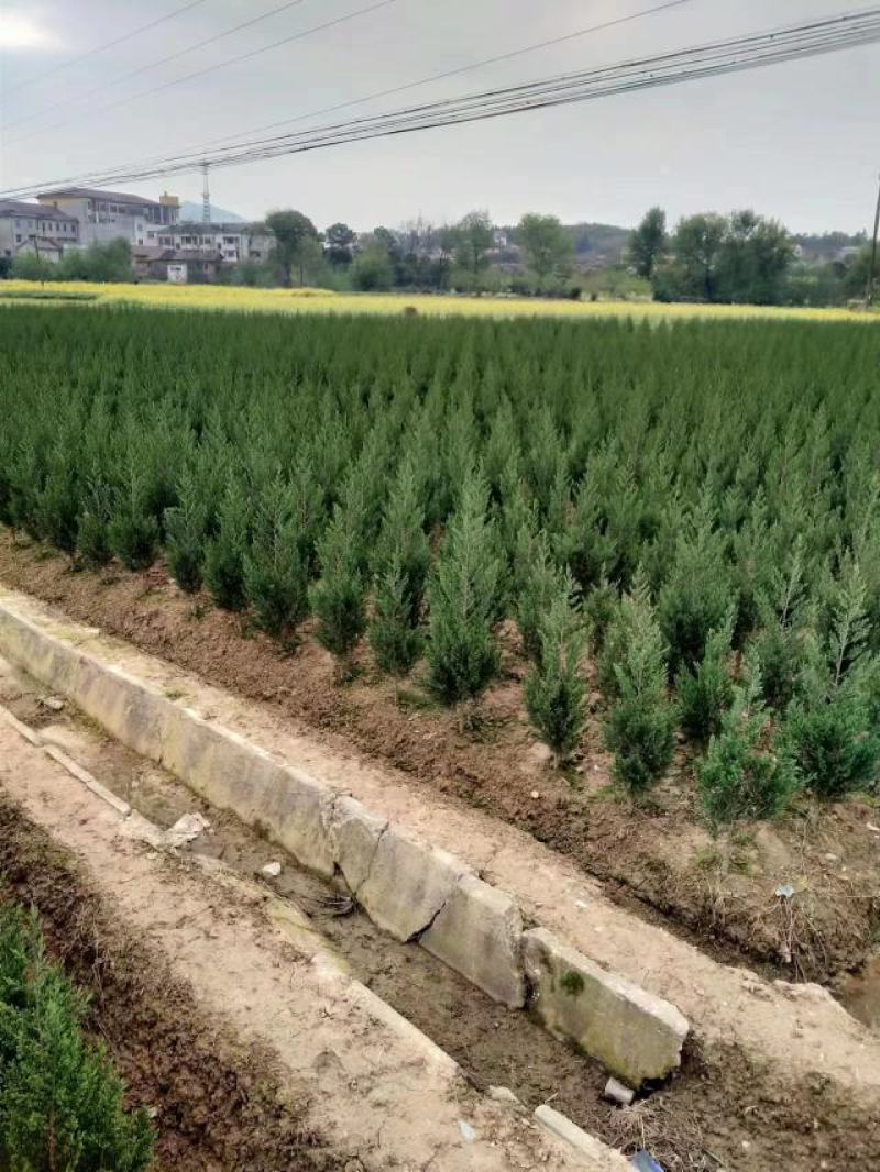 塔柏，耐旱，耐寒，常青树，适合复绿，墓地，公路，成活率高