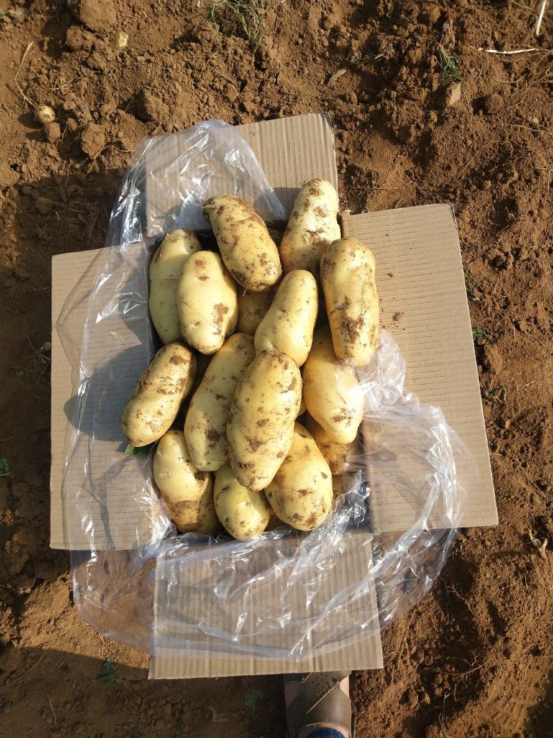 新鲜大棚土豆上市好颜色亮黄皮黄心薯型好，
