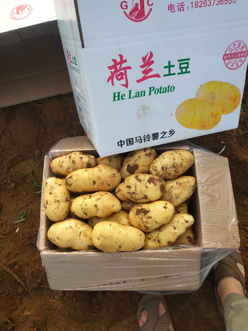 新鲜大棚土豆上市好颜色亮黄皮黄心薯型好，