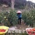 菜园搭架竹竿豆角黄瓜爬藤架园艺篱笆围栏旗杆竹竿瓜果爬藤架