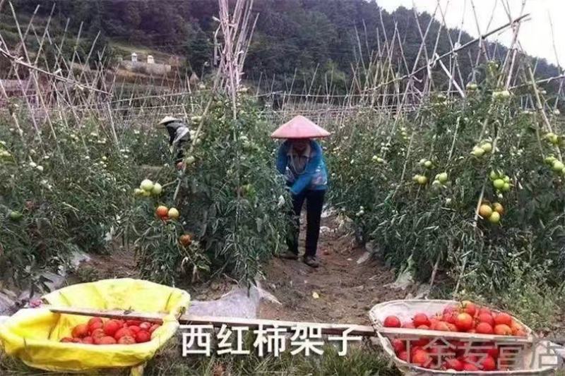 菜园搭架竹竿豆角黄瓜爬藤架园艺篱笆围栏旗杆竹竿瓜果爬藤架
