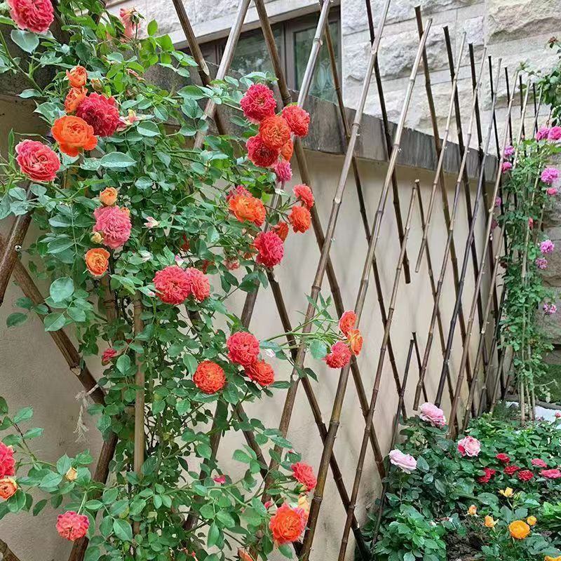 菜园搭架竹竿豆角黄瓜爬藤架园艺篱笆围栏旗杆竹竿瓜果爬藤架