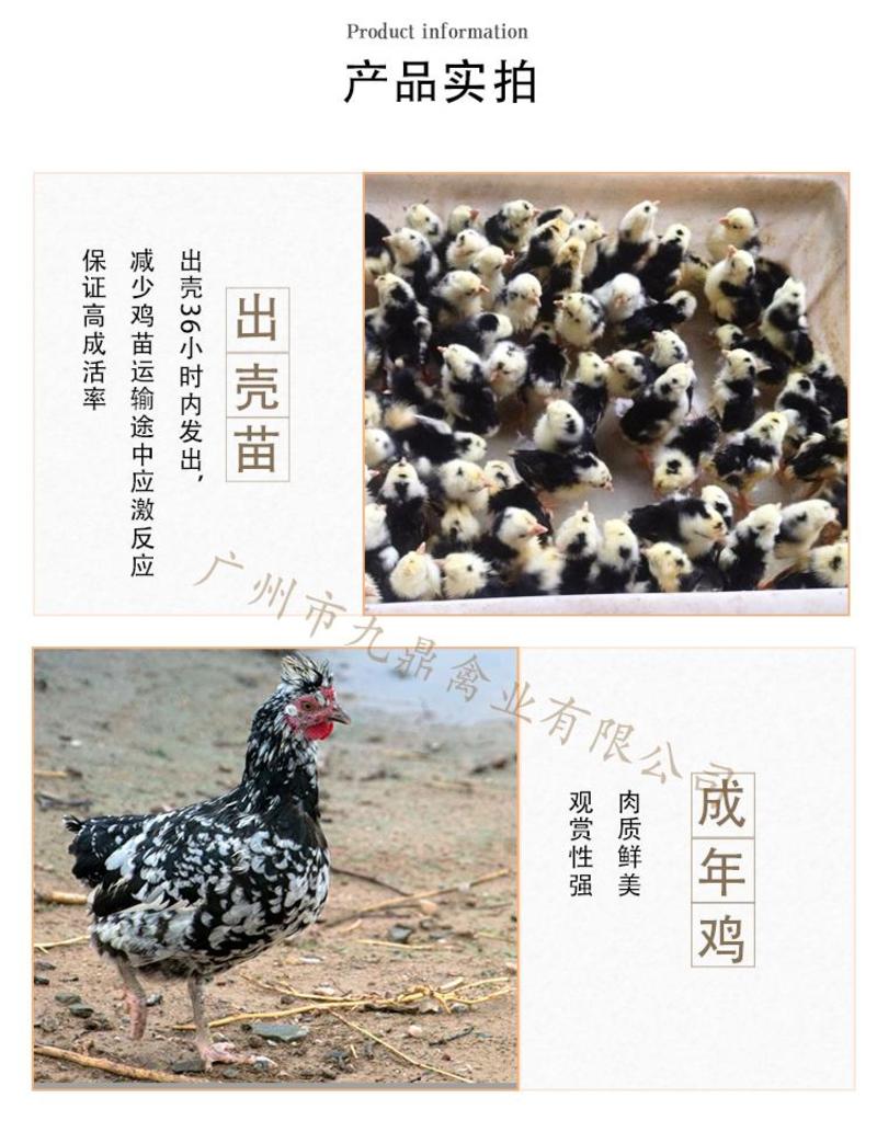 广州孵化场直售出壳贵妃鸡苗贵妇鸡苗帽子鸡苗包做疫苗