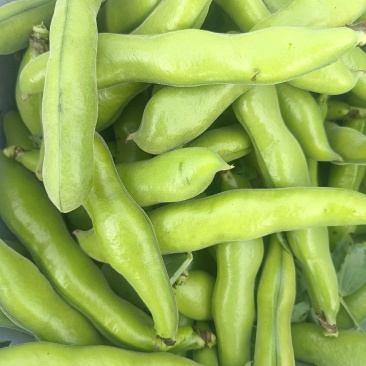 福建福清精品蚕豆大量上市
