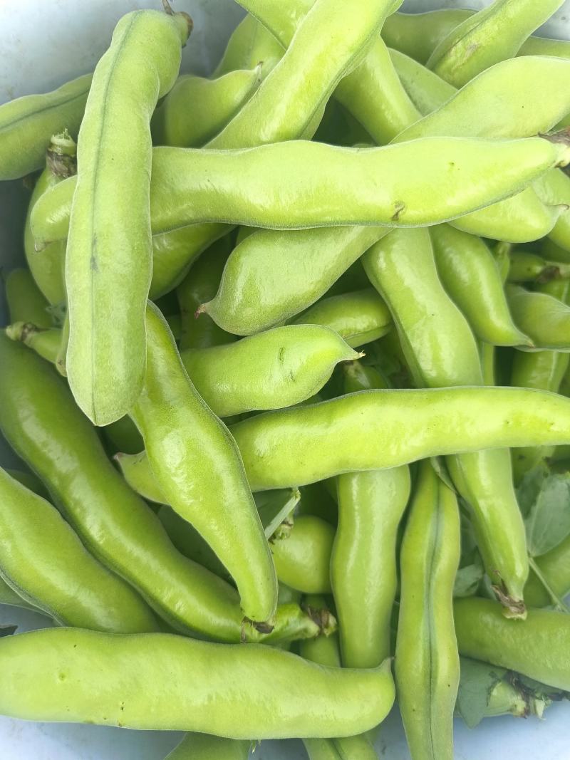 福建福清精品蚕豆大量上市