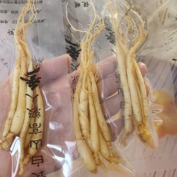 保鲜参酒瓶参长白山当地批发鲜参各种规格